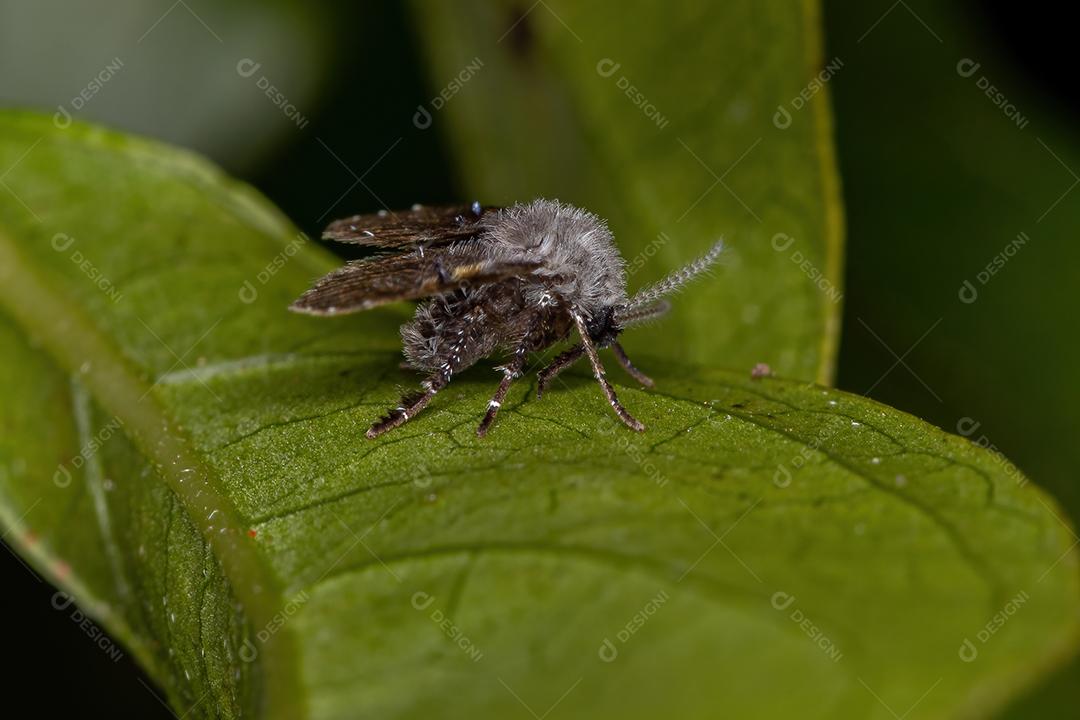 Mariposa de banheiro adulto Midge da espécie Clogmia albipunctata