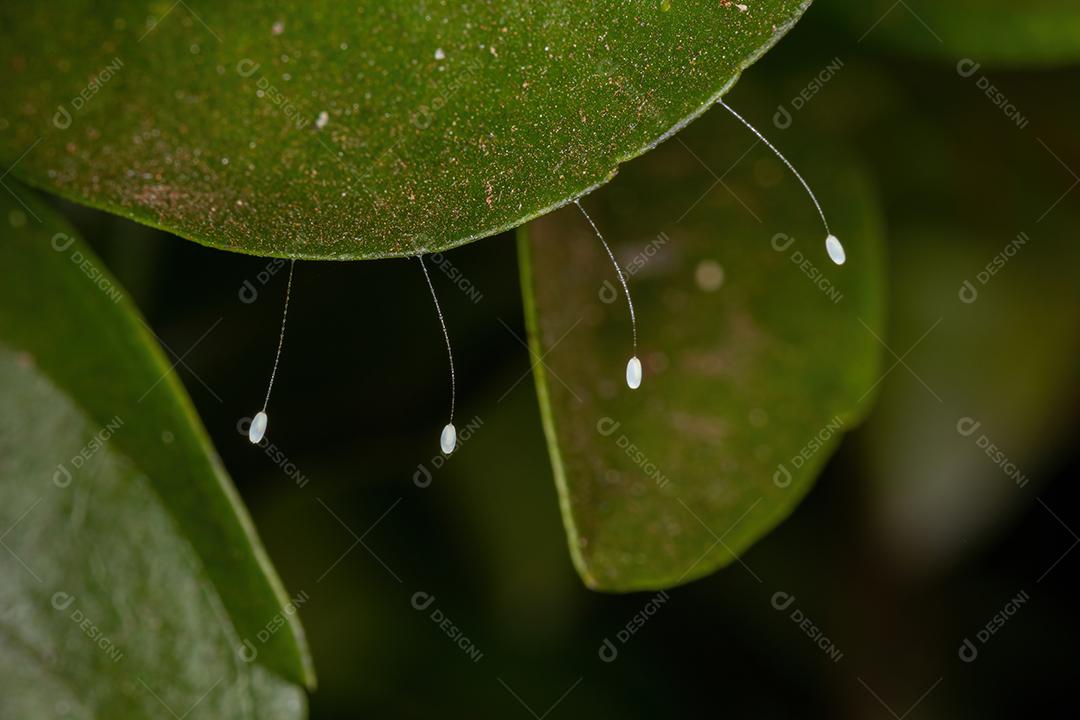 Ovos de crisopídeos verdes da família Chrysopidae