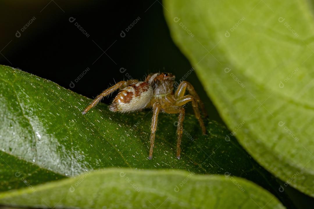 Pequena aranha saltadora do gênero Frigga