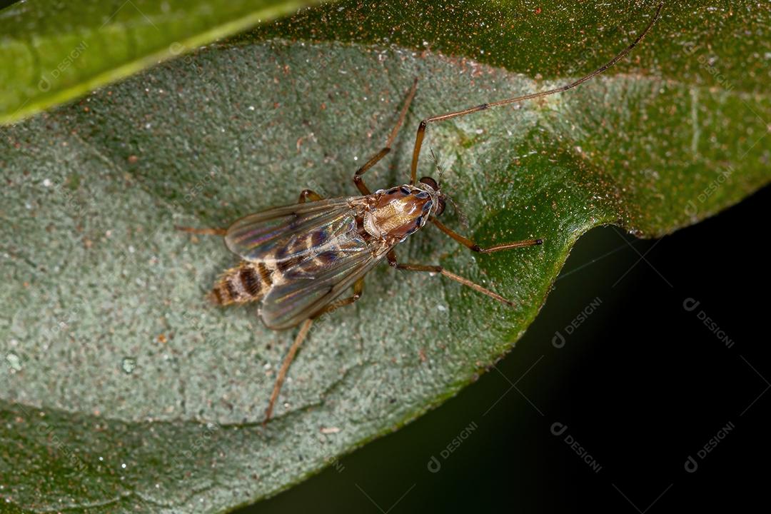 Midge não mordedor adulto da família Chironomidae