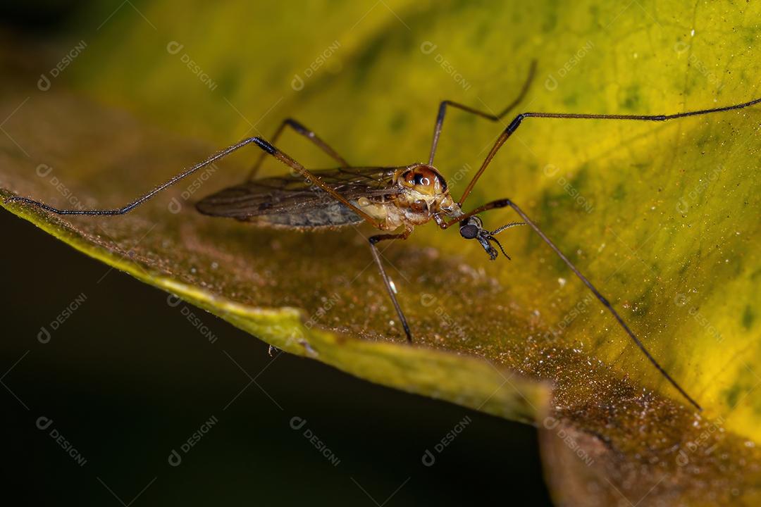 Mosca de guindaste adulta Limoniid da família Limoniidae
