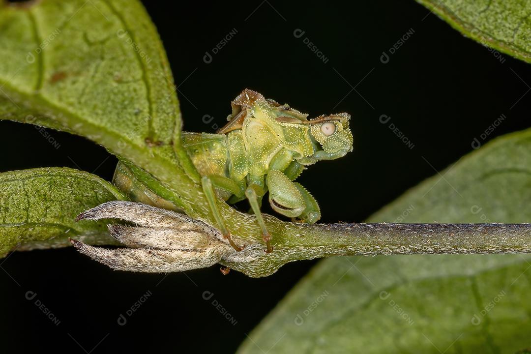 Inseto de emboscada adulto da tribo Phymatini