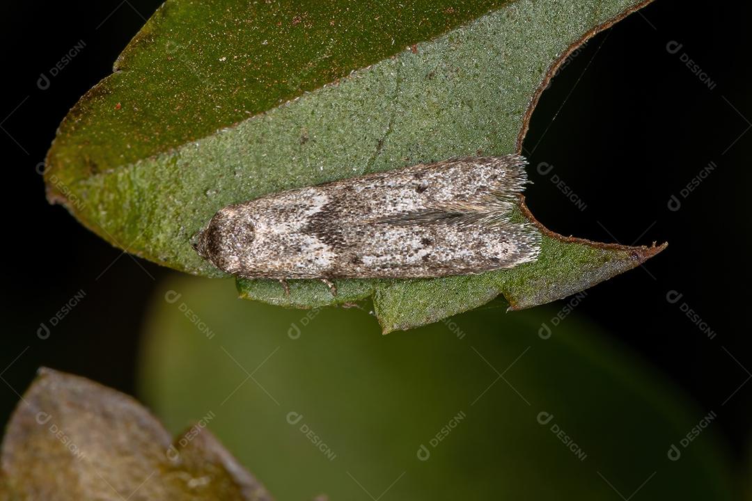 Pequena mariposa adulta da ordem lepidóptera