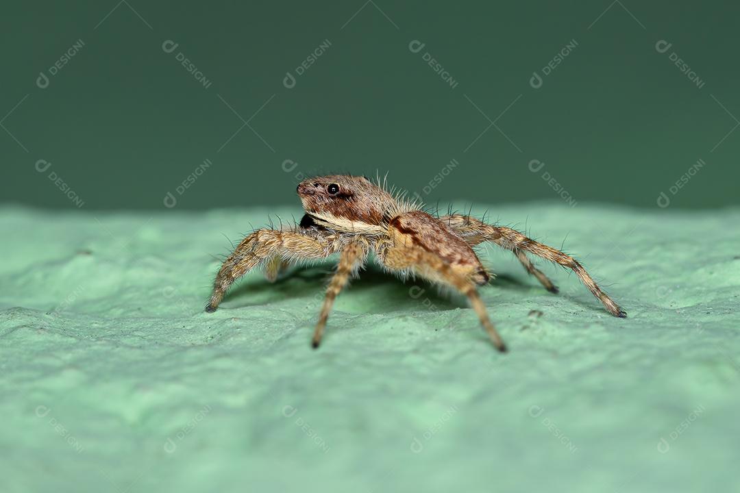 Pequena aranha de salto de parede cinzenta da espécie Menemerus bivittatus