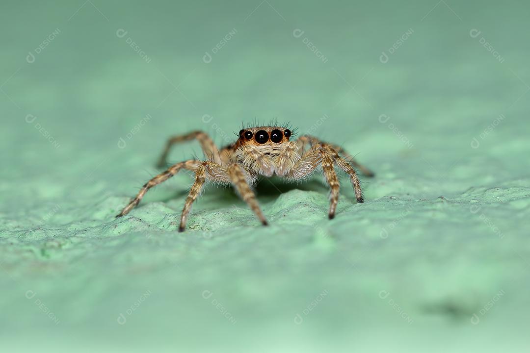 Pequena aranha de salto de parede cinzenta da espécie Menemerus bivittatus