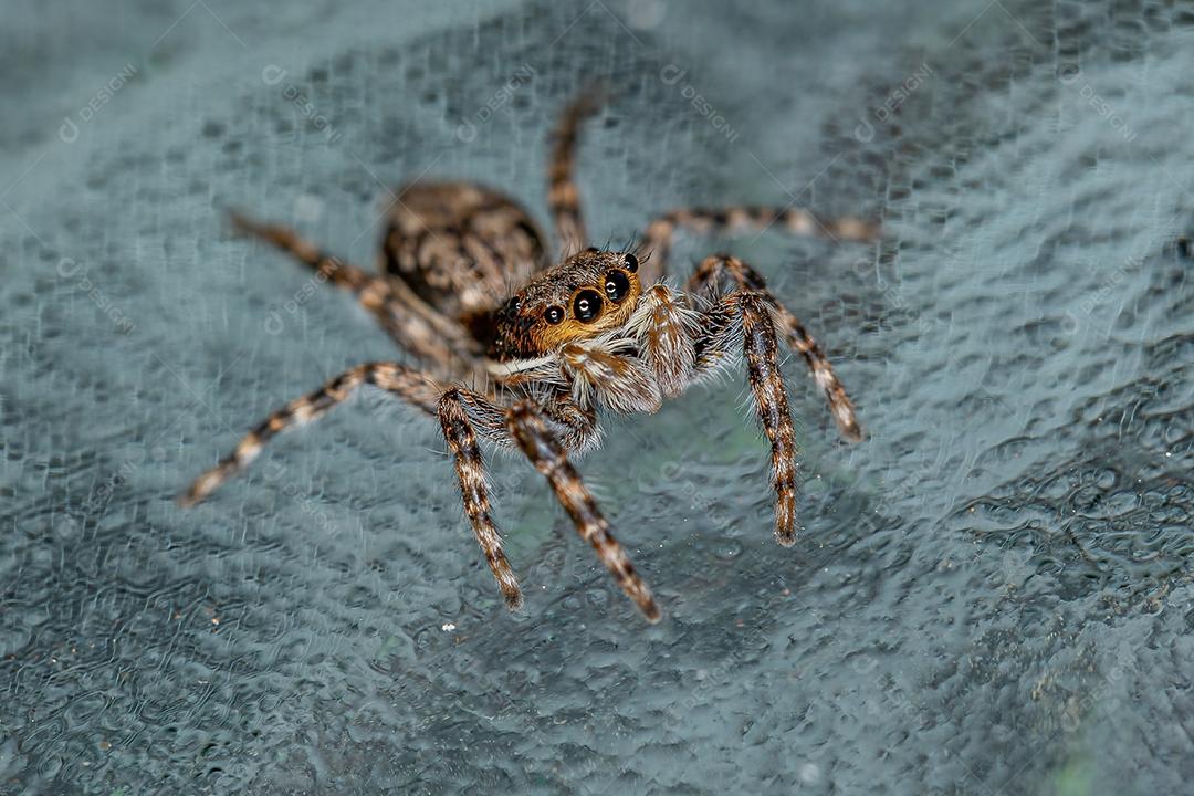 Aranha de salto de parede cinza macho pequena da espécie Menemerus bivittatus