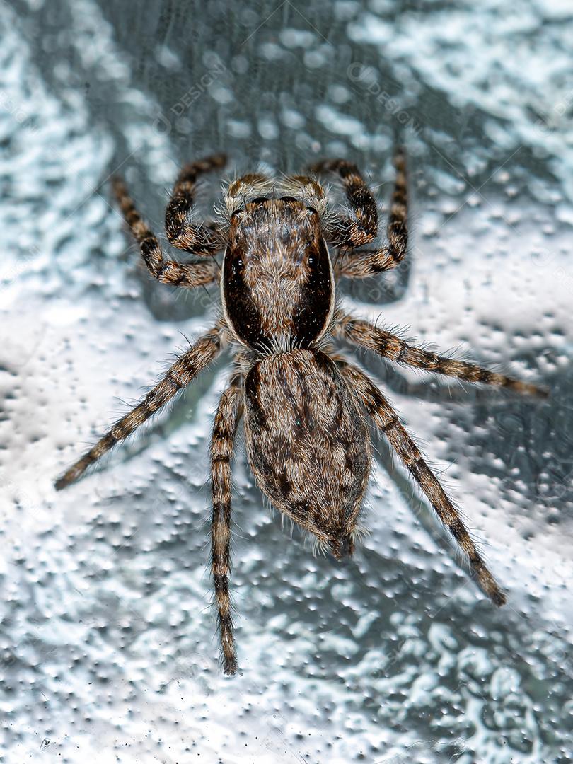 Aranha de salto de parede cinza macho pequena da espécie Menemerus bivittatus