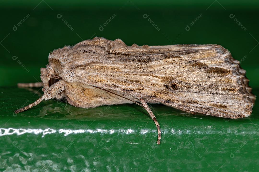 Lagarta-do-cartucho com listras cinzentas adultas da espécie Spodoptera albula