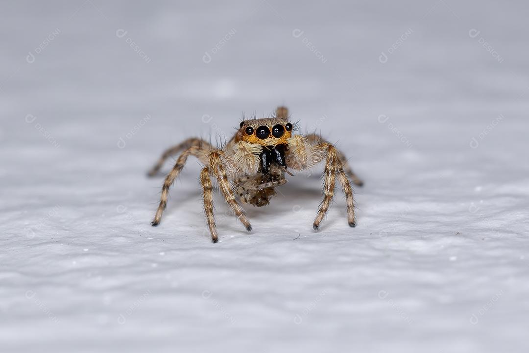 Pequena aranha saltadora de parede cinzenta da espécie Menemerus bivittatus predando uma aranha