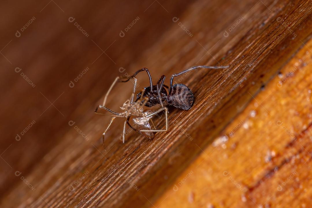 Pequena aranha cuspideira marrom do gênero Scytodes em troca de exoesqueleto