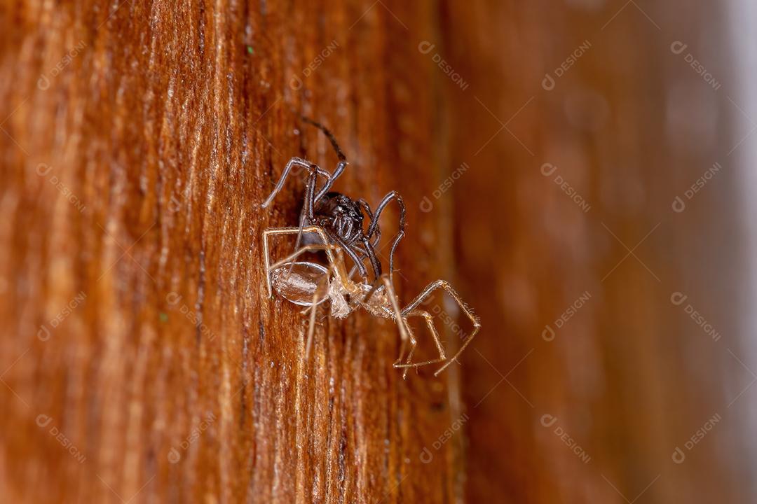 Pequena aranha cuspideira marrom do gênero Scytodes em troca de exoesqueleto