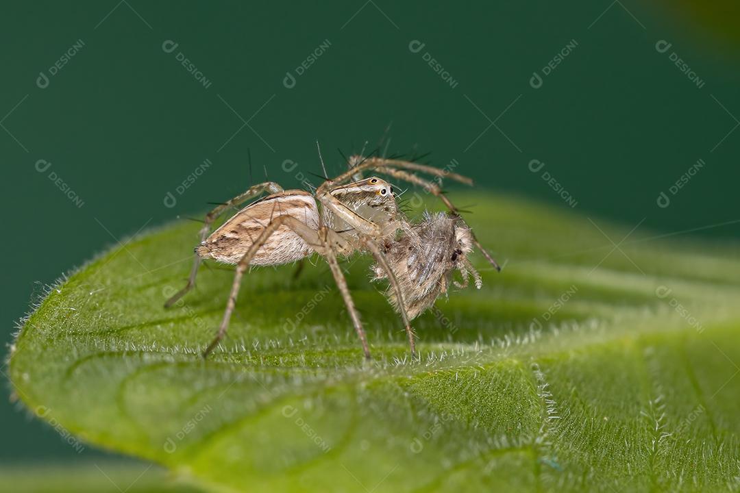 Aranha lince listrada da espécie Oxyopes salticus predando uma mosca mariposa