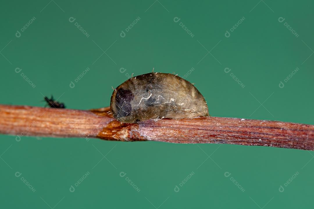 Pupa de mosca pequena do gênero Dioprosopa