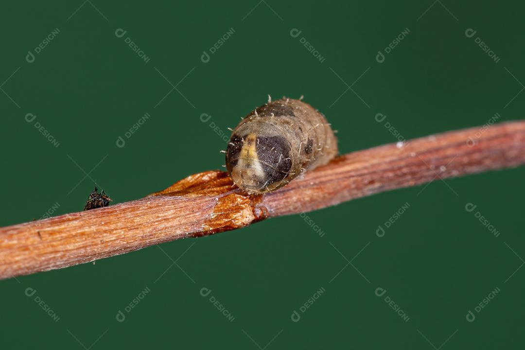 Pupa de mosca pequena do gênero Dioprosopa