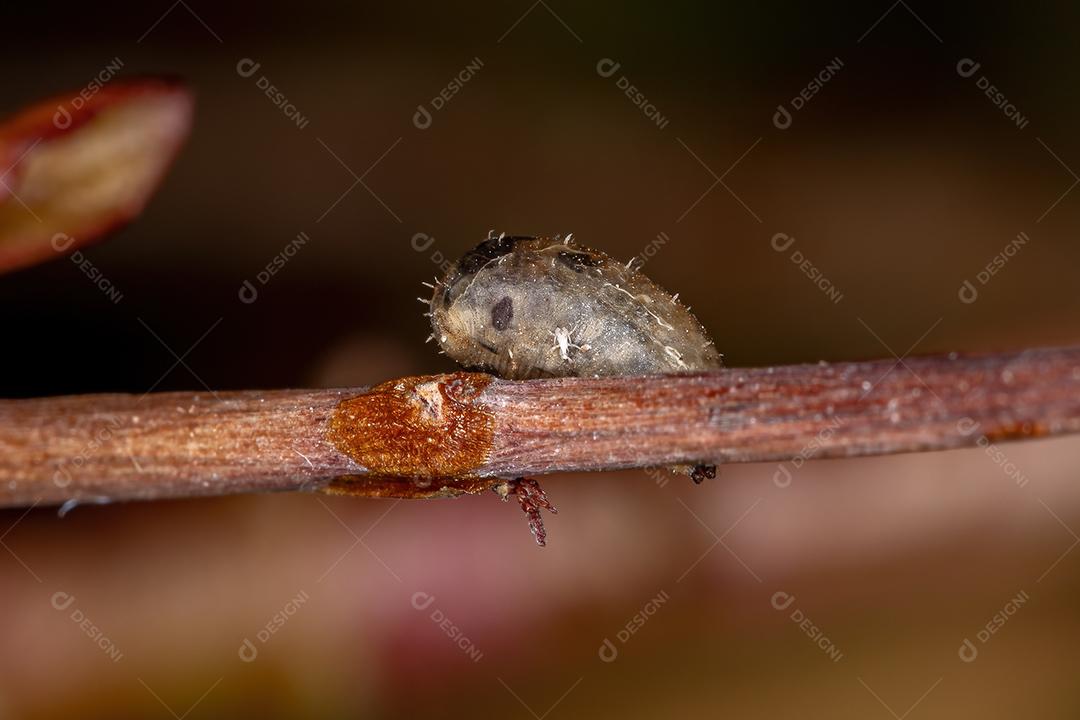 Pupa de mosca pequena do gênero Dioprosopa