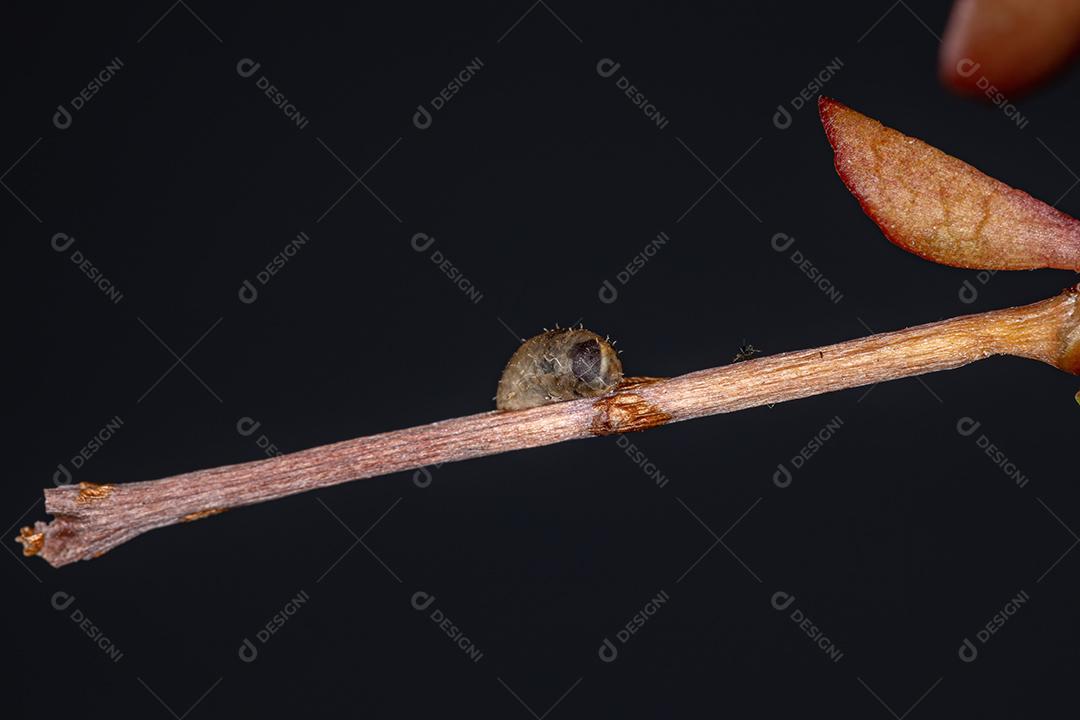 Pupa de mosca pequena do gênero Dioprosopa