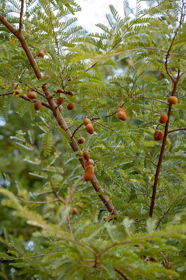 Folhas de uma árvore Tomarindo com alguns frutos em foco seletivo