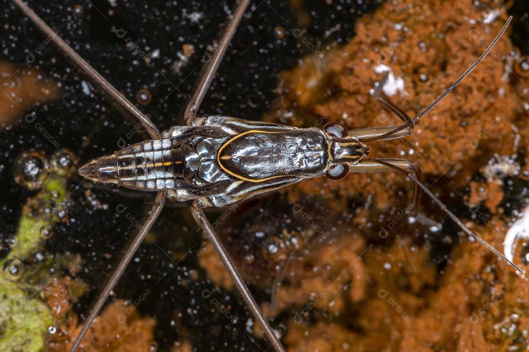 Patinador de Lagoa Listrado Adulto do Gênero Limnogonus