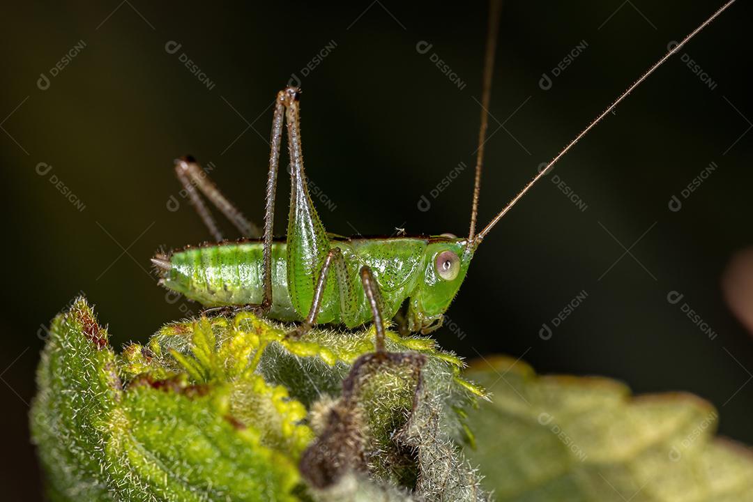 Lesser Meadow Katydid Nymph do gênero Conocephalus