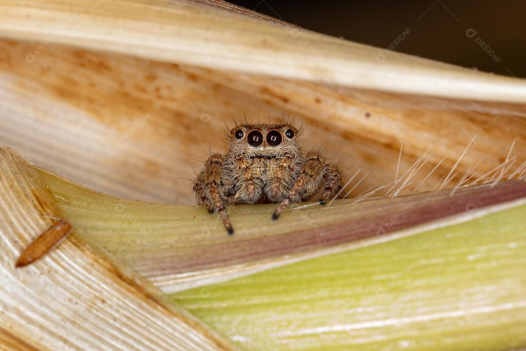 Besouro-dama-de-mancha-preta adulto da espécie Eriopis connexa