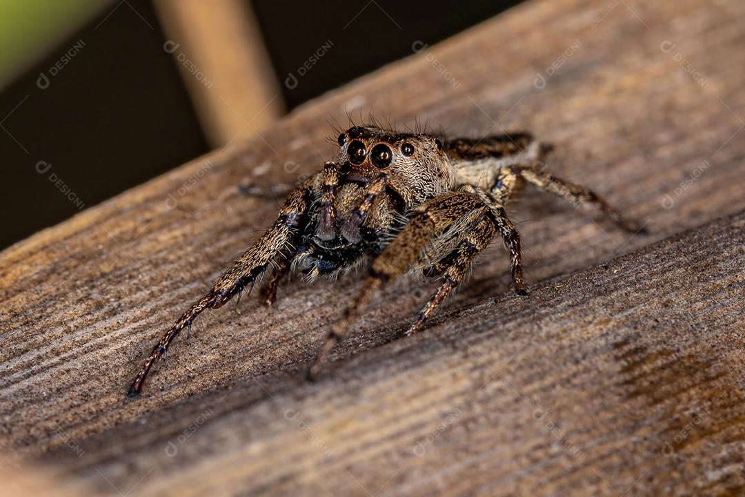 Aranha de salto macho adulto da subtribo Dendryphantina predando um inseto