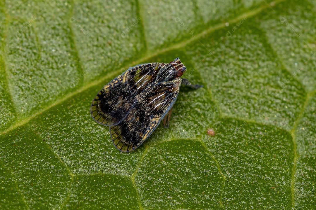 Cigarrinha pequena adulta do gênero Bothriocera