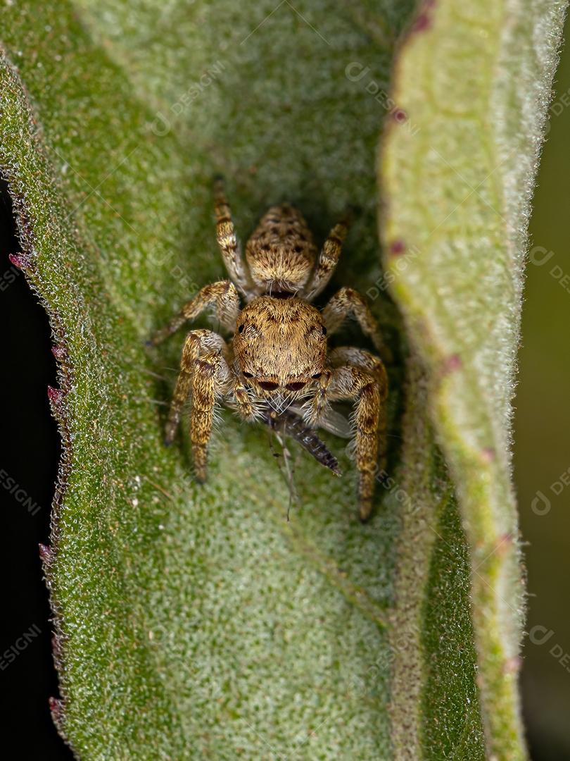 Pequena aranha saltadora da subtribo Dendryphantina atacando um mosquito