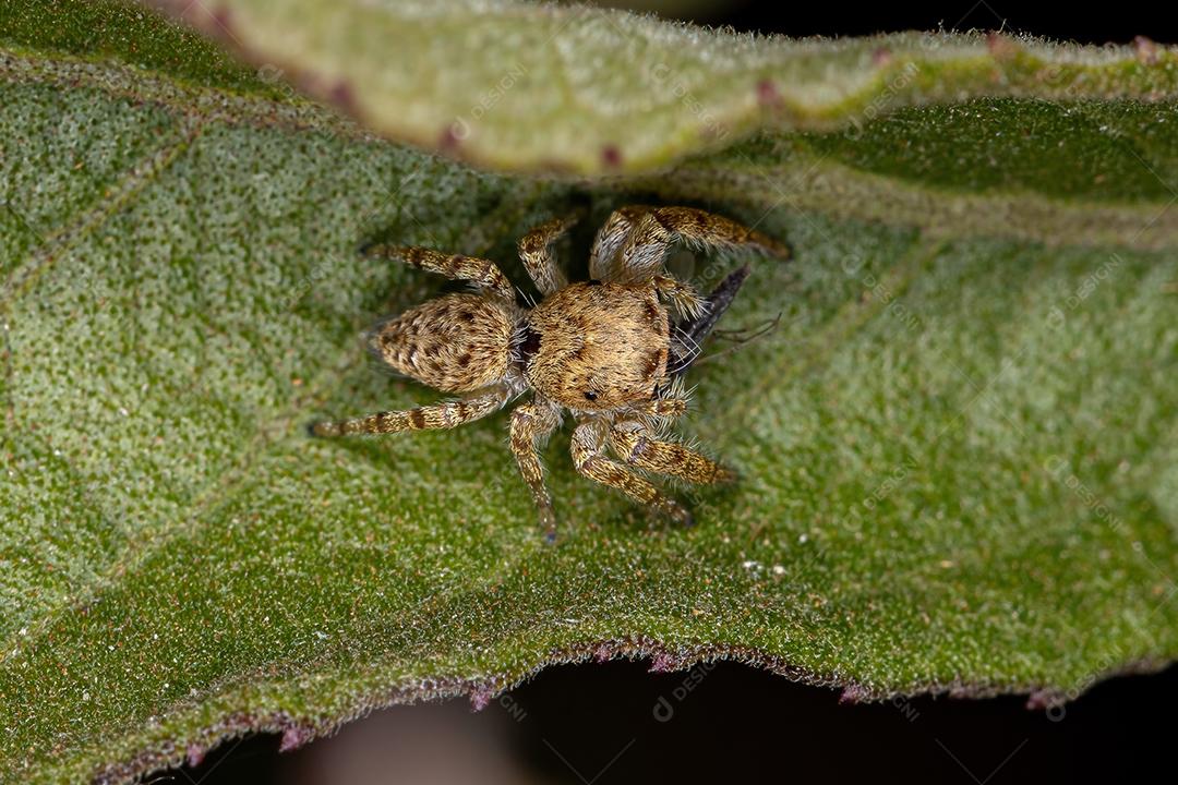 Pequena aranha saltadora da subtribo Dendryphantina atacando um mosquito