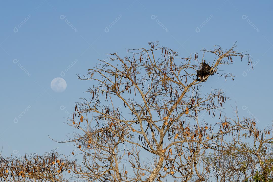 Árvore fabácea no final da tarde com a lua no céu azul claro e dois abutres pretos