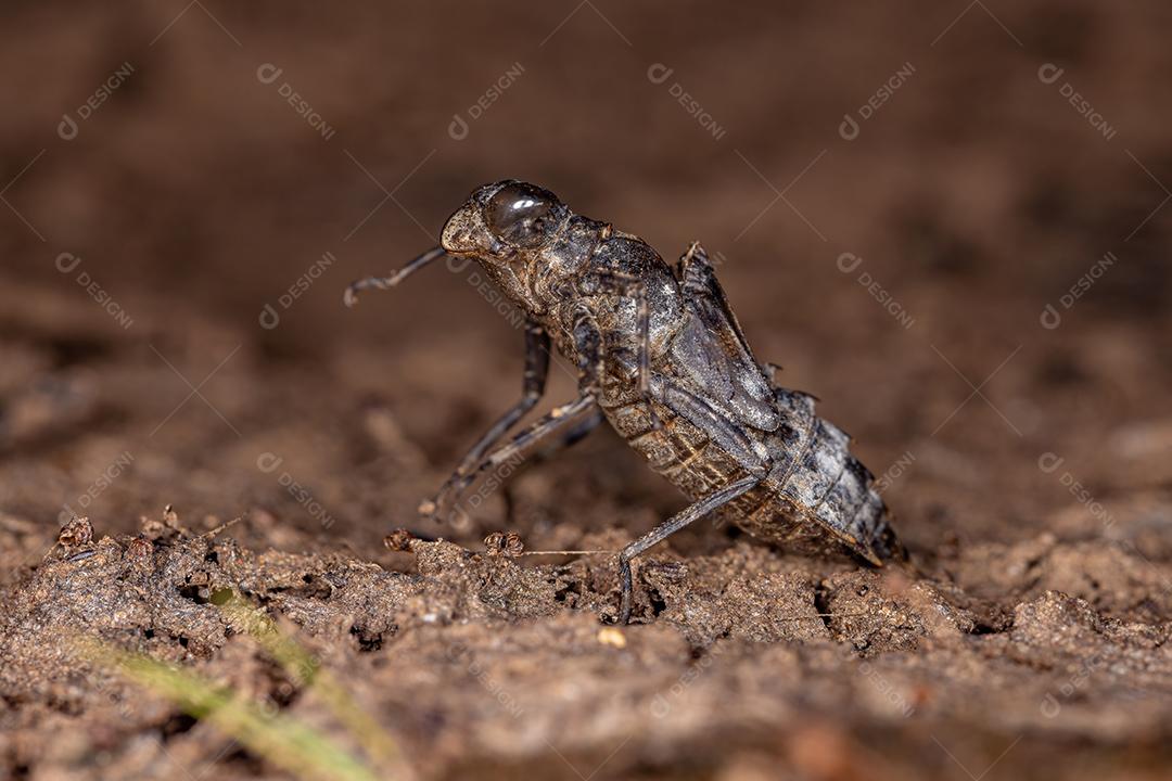 Pequena muda de inseto libélula da subordem Anisoptera