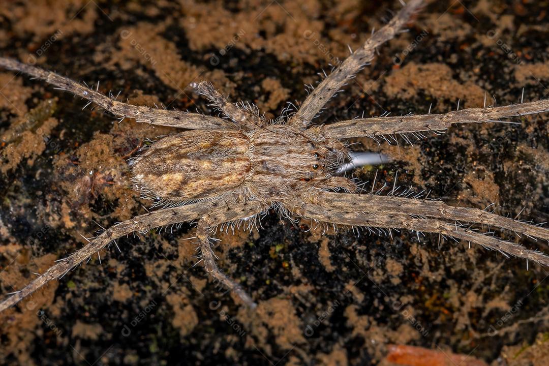 Aranha Trechaleid adulta da família Trechaleidae sobre a água rasa de um rio