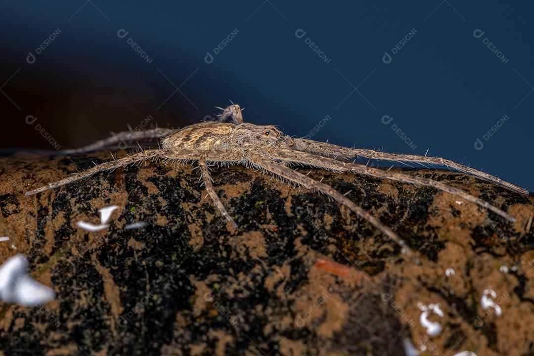 Aranha Trechaleid adulta da família Trechaleidae sobre a água rasa de um rio