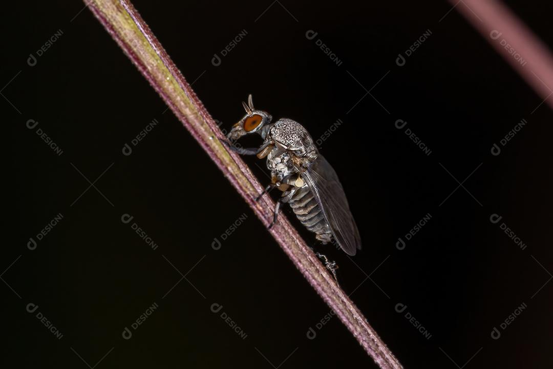 Fêmea adulta de mosca negra da família Simuliidae