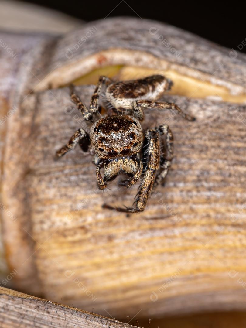 Aranha de salto macho adulto da subtribo Dendryphantina predando um inseto