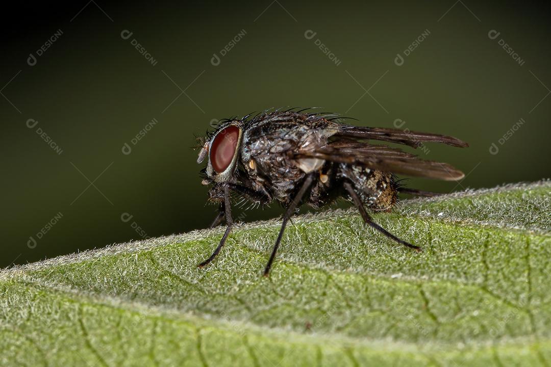 Mosca Muscoide Adulto da Superfamília Muscoidea
