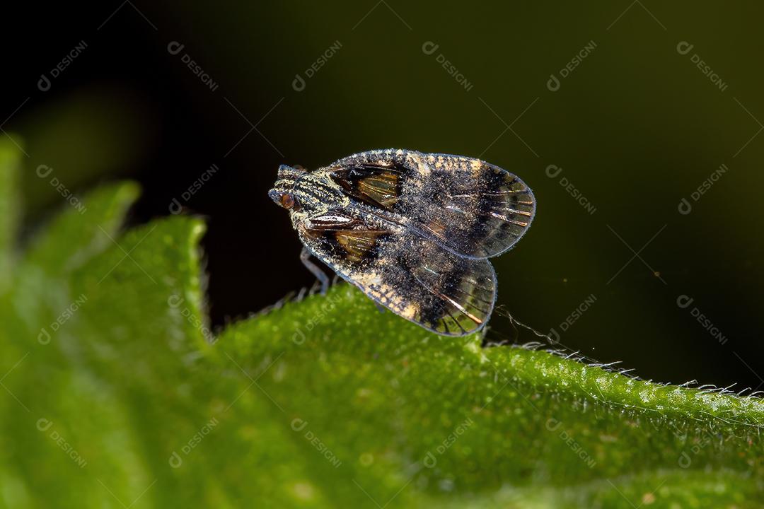 Cigarrinha pequena adulta do gênero Bothriocera