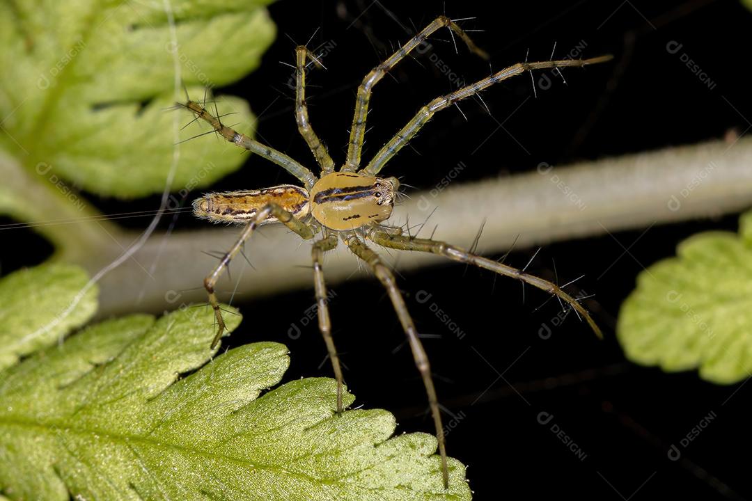 Aranha lince adulta da espécie Peucetia rubrolineata