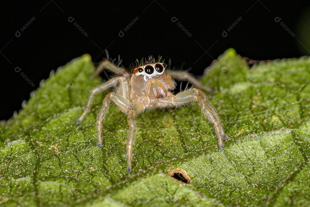 Adult female jumping spider of the genus Chira