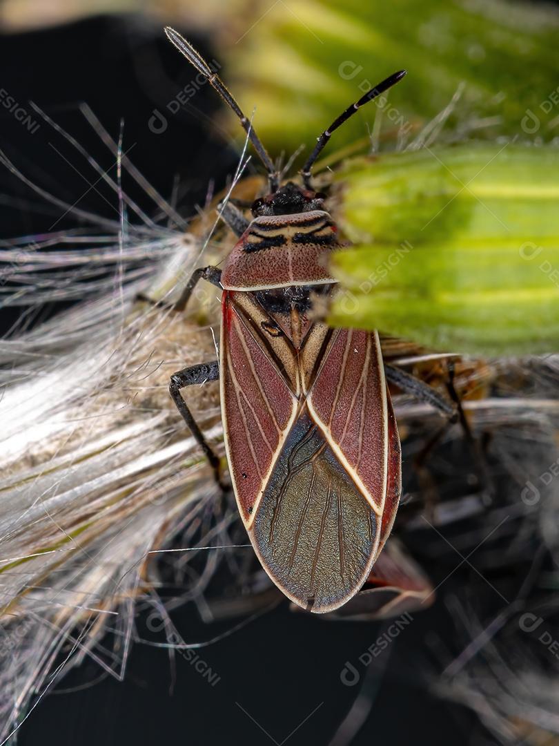 Inseto-semente cruzado branco adulto do gênero Neacoryphus