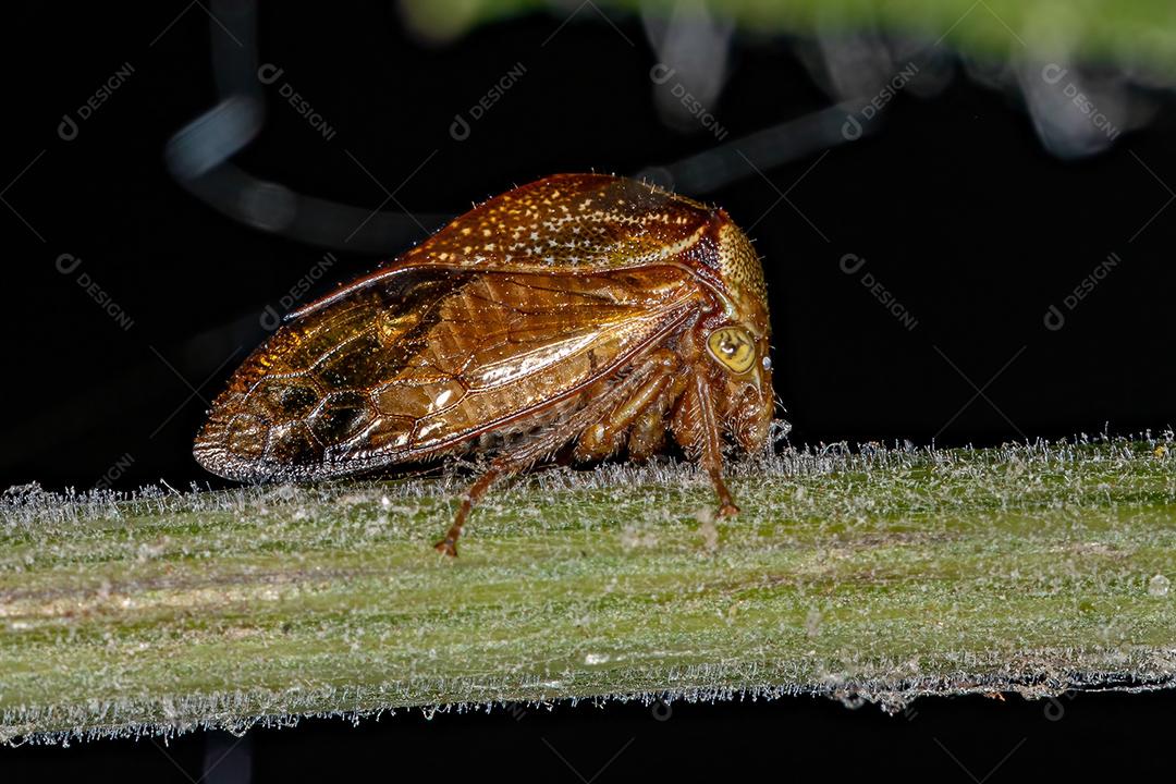 Buffalo Treehopper adulto da tribo Ceresini