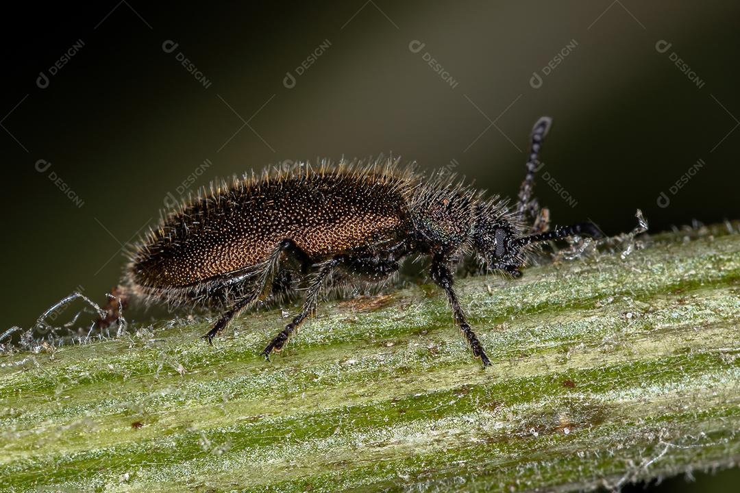 Besouro-comum adulto da espécie Lagria villosa
