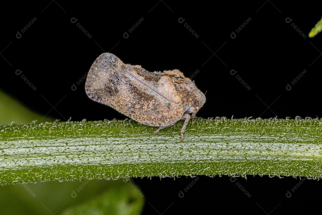 Inseto gafanhoto adulto da família Flatidae