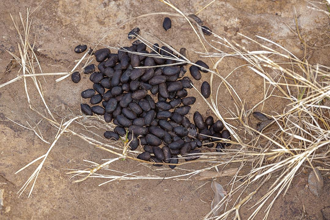 Evidência excremento presença do mamífero capivara da espécie Hydrochoerus hydrochaeris