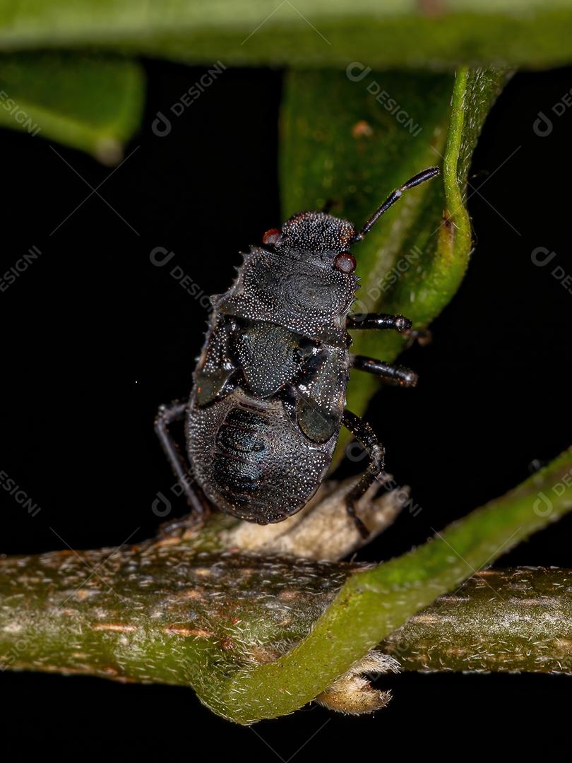 Ninfa de percevejos da família pentatomidae que imita formigas tartaruga cefalotes