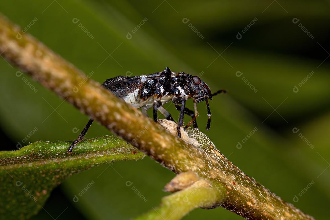 Ninfa de percevejos da família pentatomidae que imita formigas tartaruga cefalotes