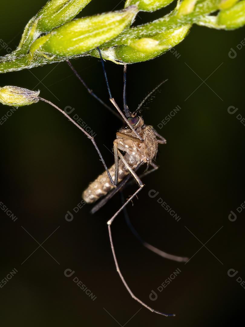 Mosquito Culicine Adulto do Gênero Culex