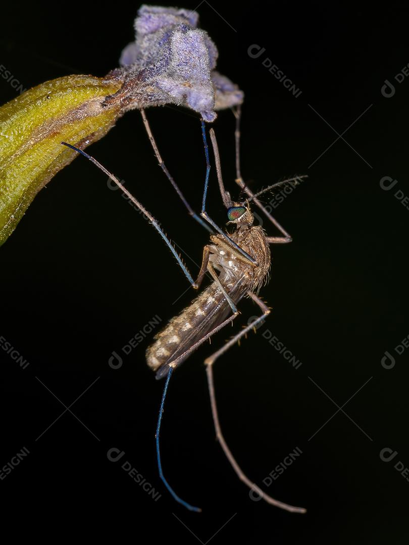 Mosquito Culicine Adulto do Gênero Culex