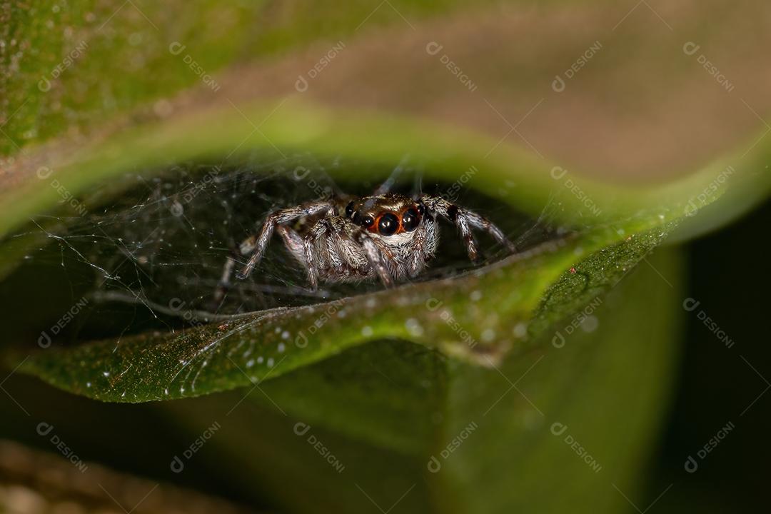 Pequena aranha saltadora da espécie Philira micans