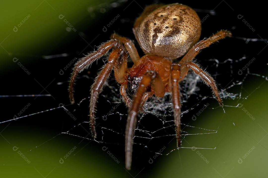 Orbweaver Clássico Adulto do Gênero Metazygia