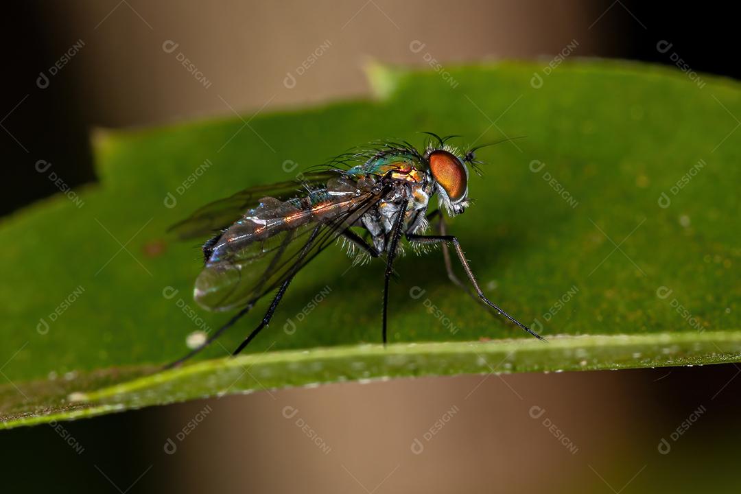 Mosca de pernas compridas adulta da família Dolichopodidae